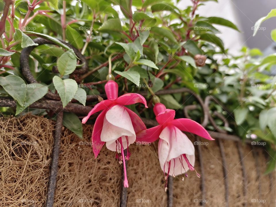 The Fuchsia magellanica