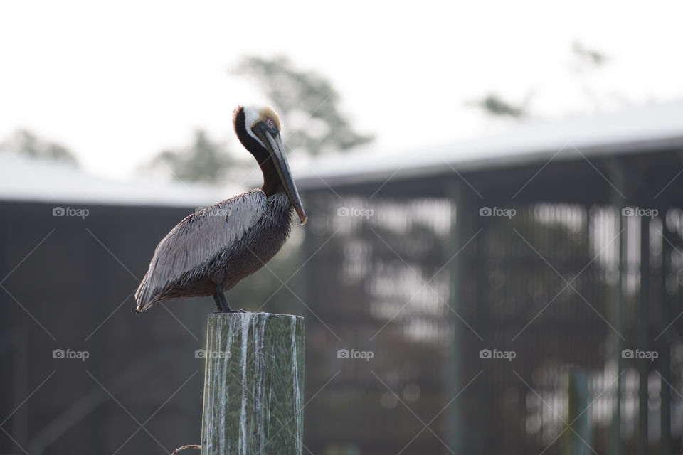 No Person, Bird, Nature, Wildlife, Water