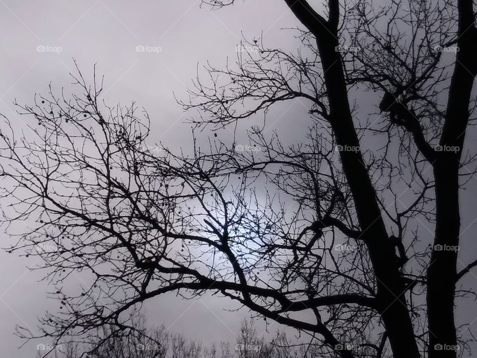 winter sky and tree limbs