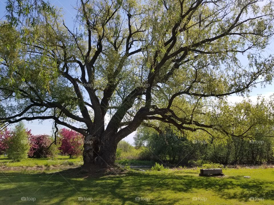 Spring in the park