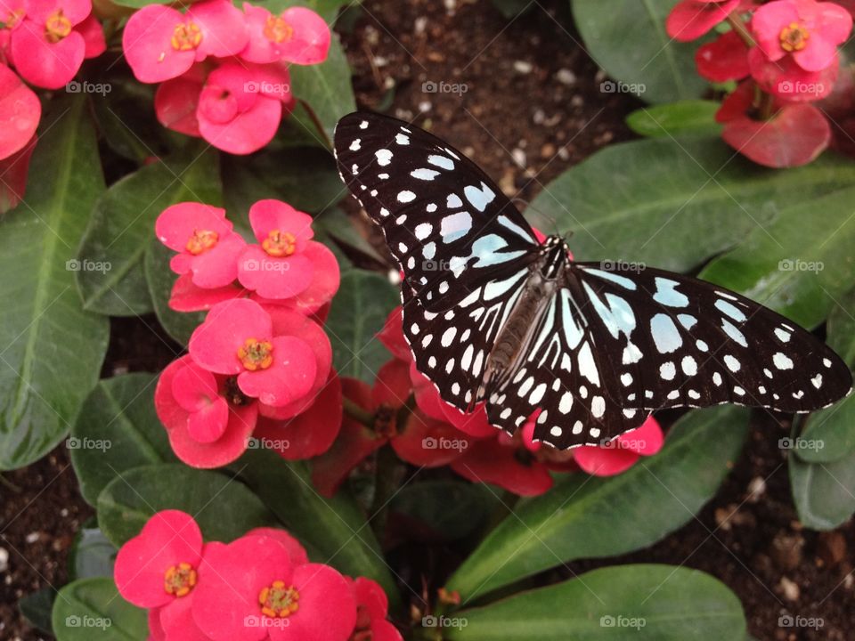 Elevated view of butterfly on pink flower