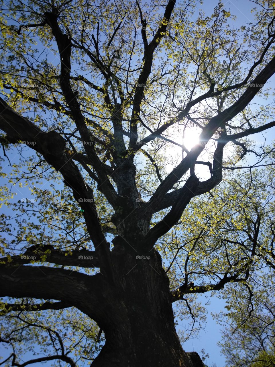 Sunshine glare on a very intrique old oak tree on a crisp spring morning.