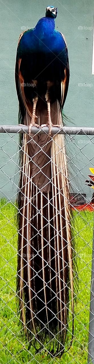 peacock on a fence