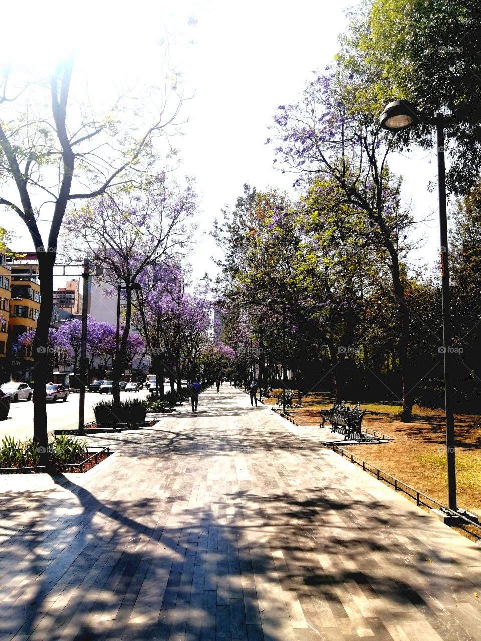 Paseo por la Alameda Central de la Ciudad de México.