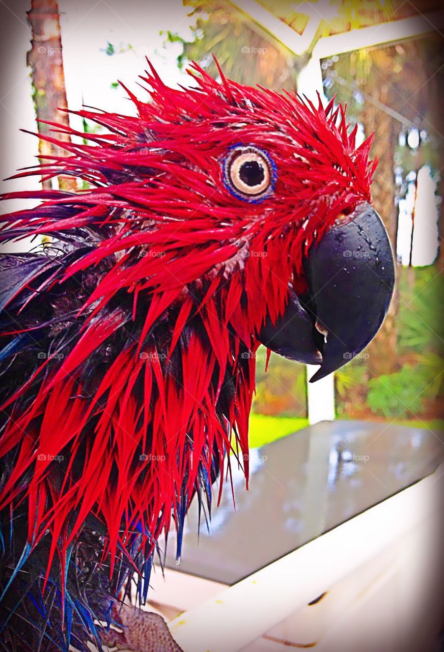 Wet red parrot on bath day