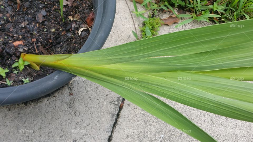 Gladiola Stem