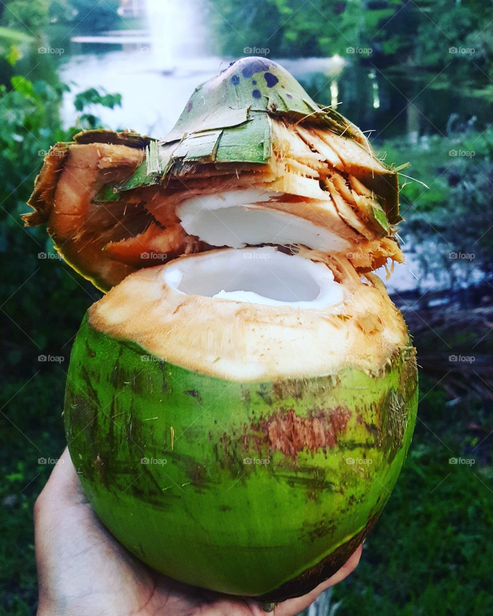 first cracked coconut