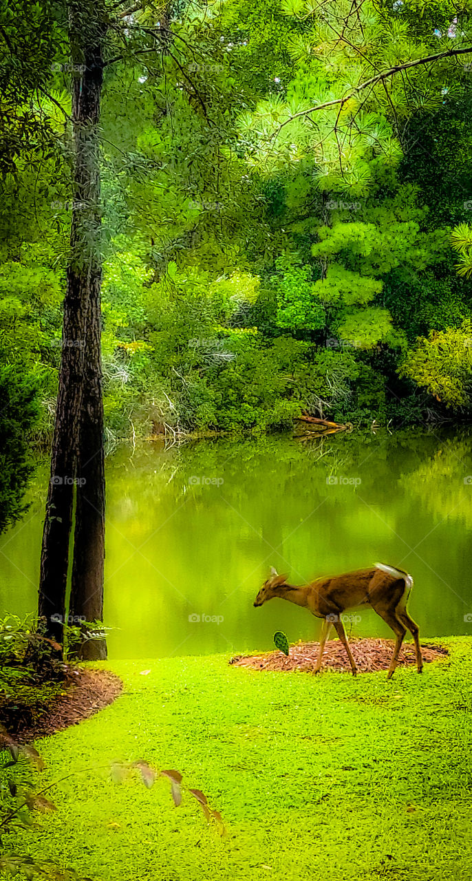 deer casually enjoying a walk by the lake in the back yard