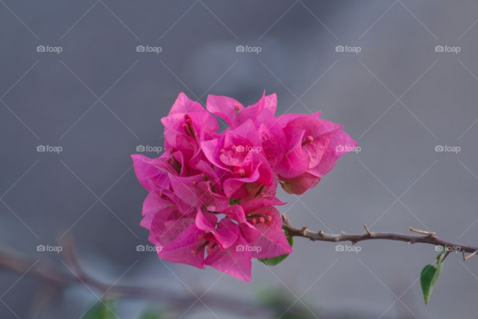 Bougainvillea