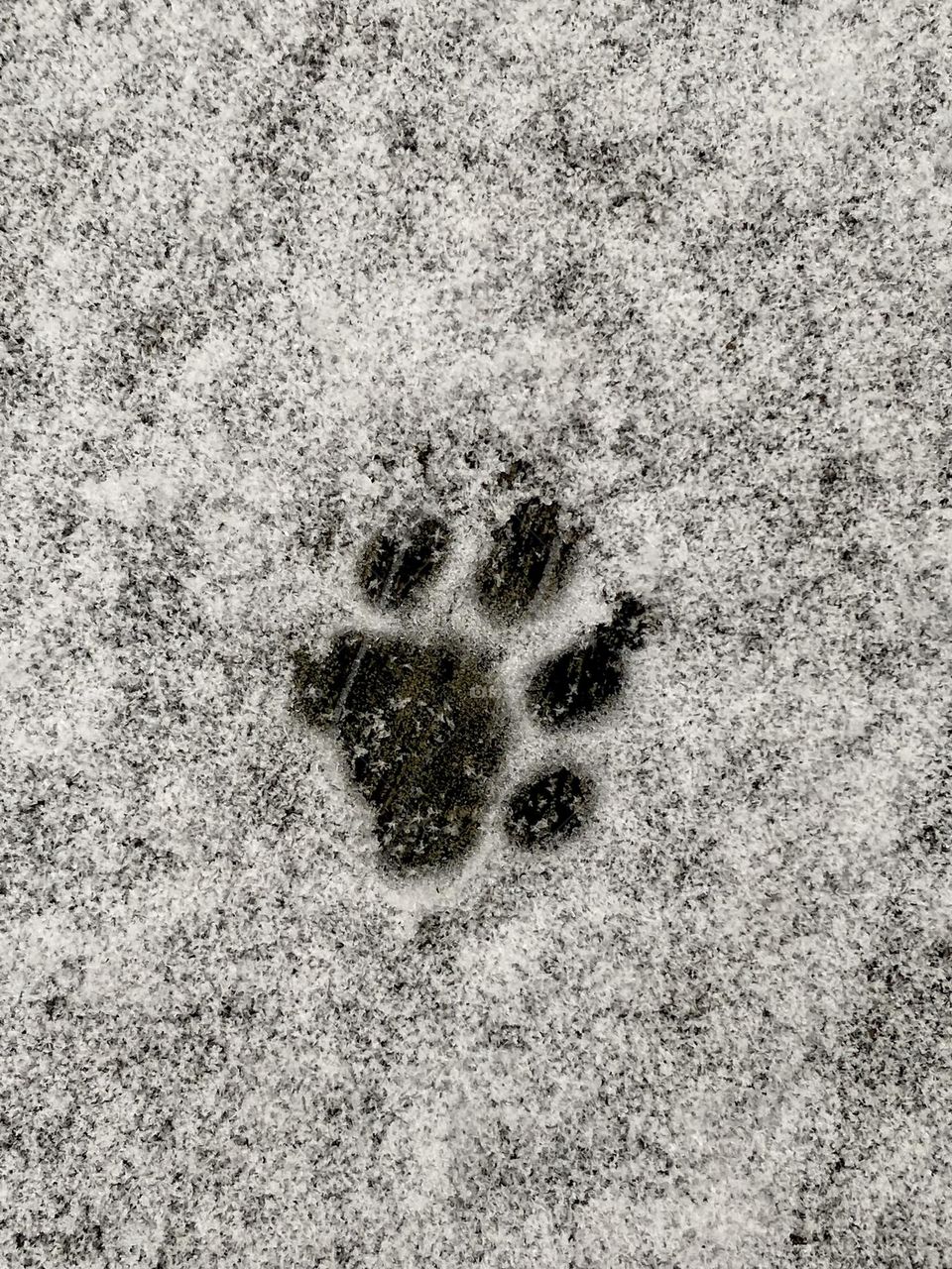 A single paw print in the snow