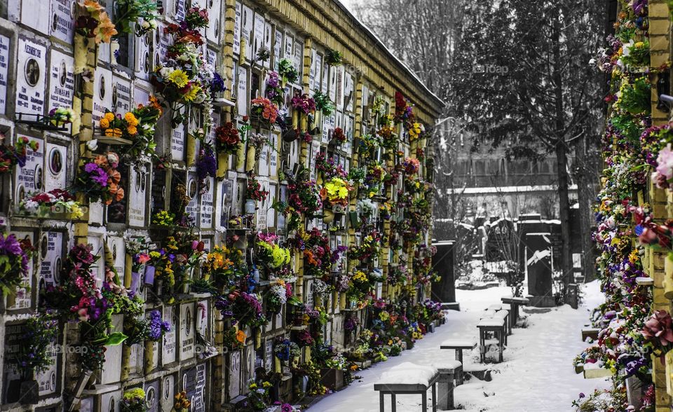 Flowers at the cemetery 