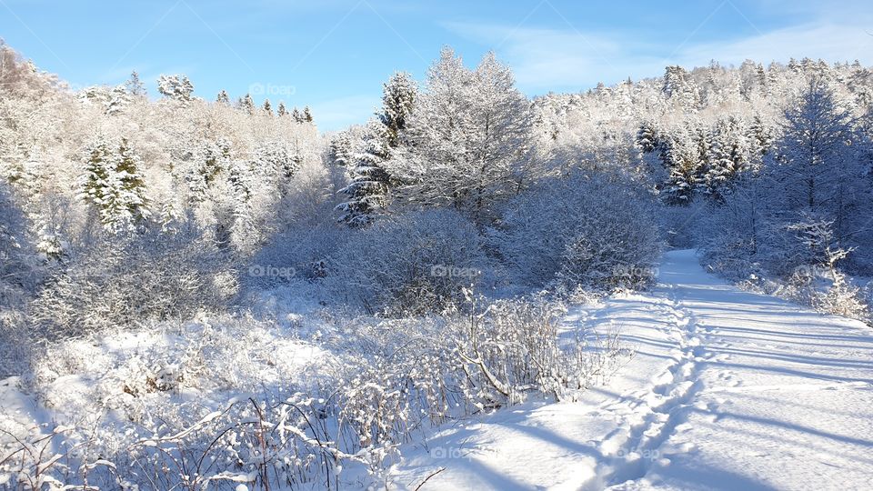 Beautiful snowy forest landscape on a sunny winter day with blue sky , vacker vinterdag snö skog natur landskap 