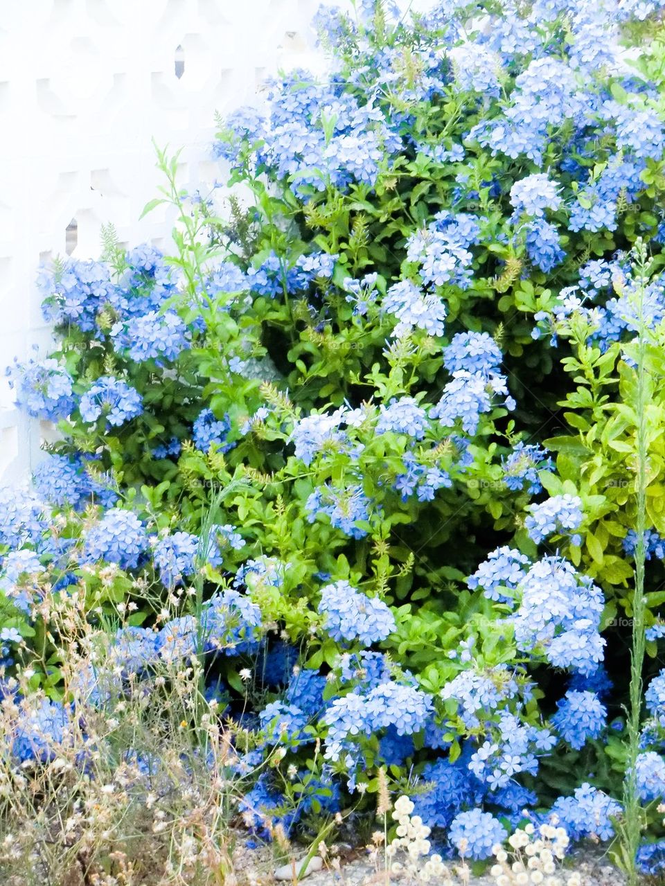 Blue summerflower 