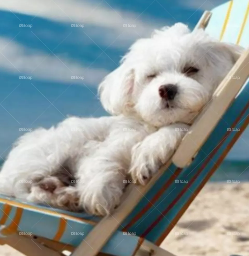 🐕