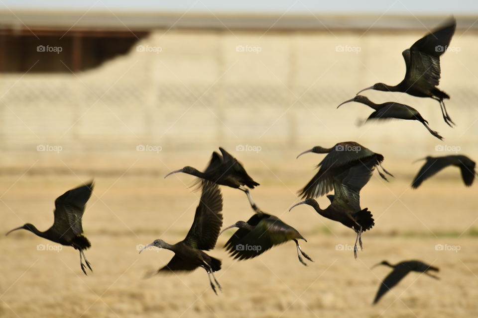 Morito común-Morito Common