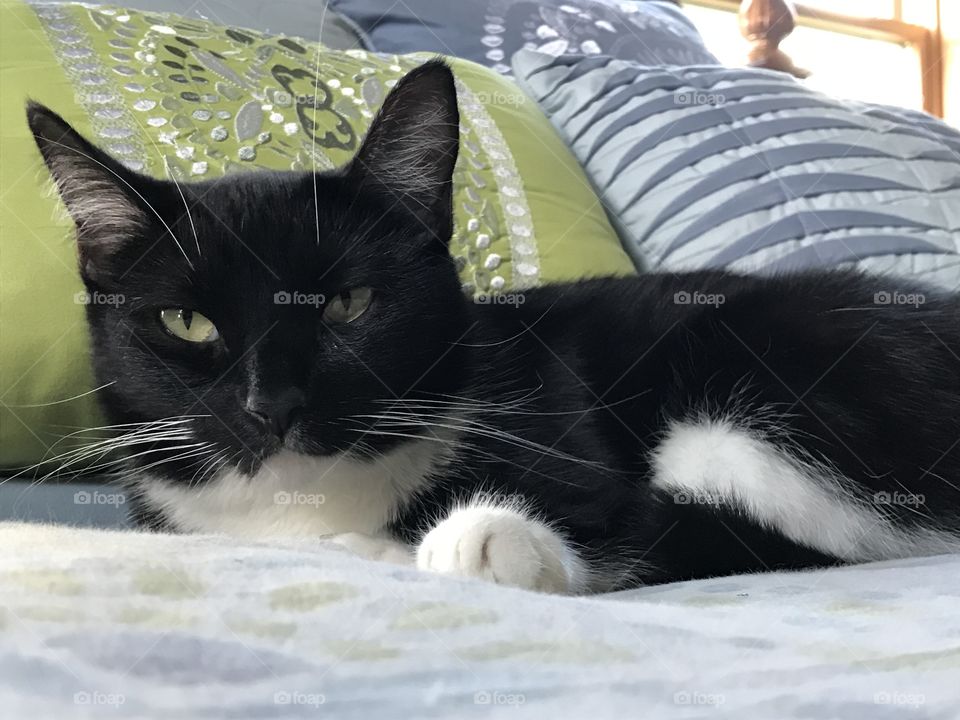 Cat looking at the camera