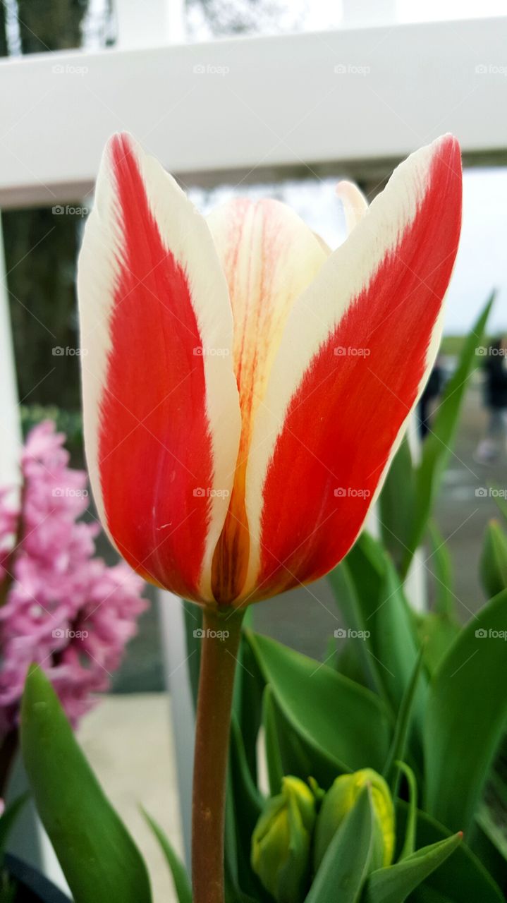 Close up of Red/ White tulip
