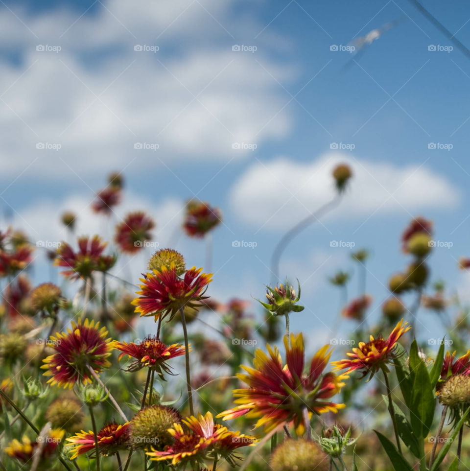 field of flowers 