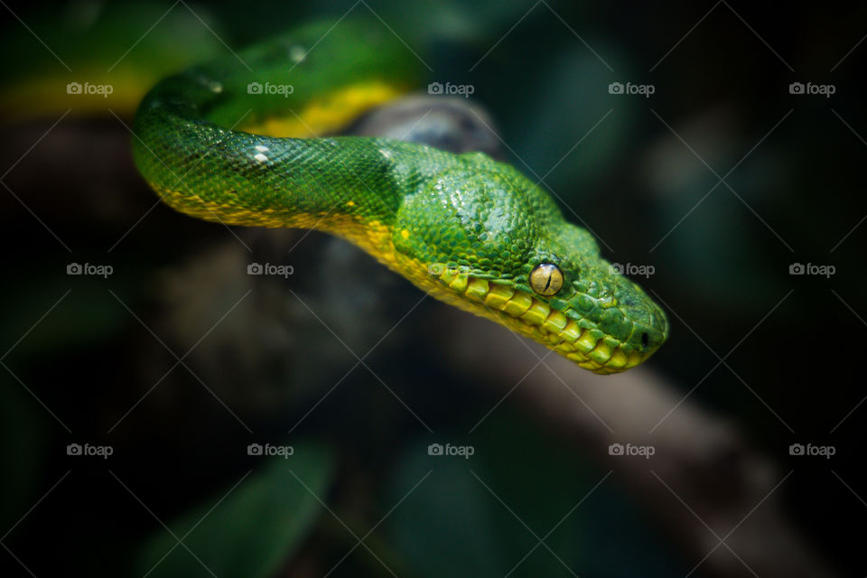 woody green viper with yellow eyes