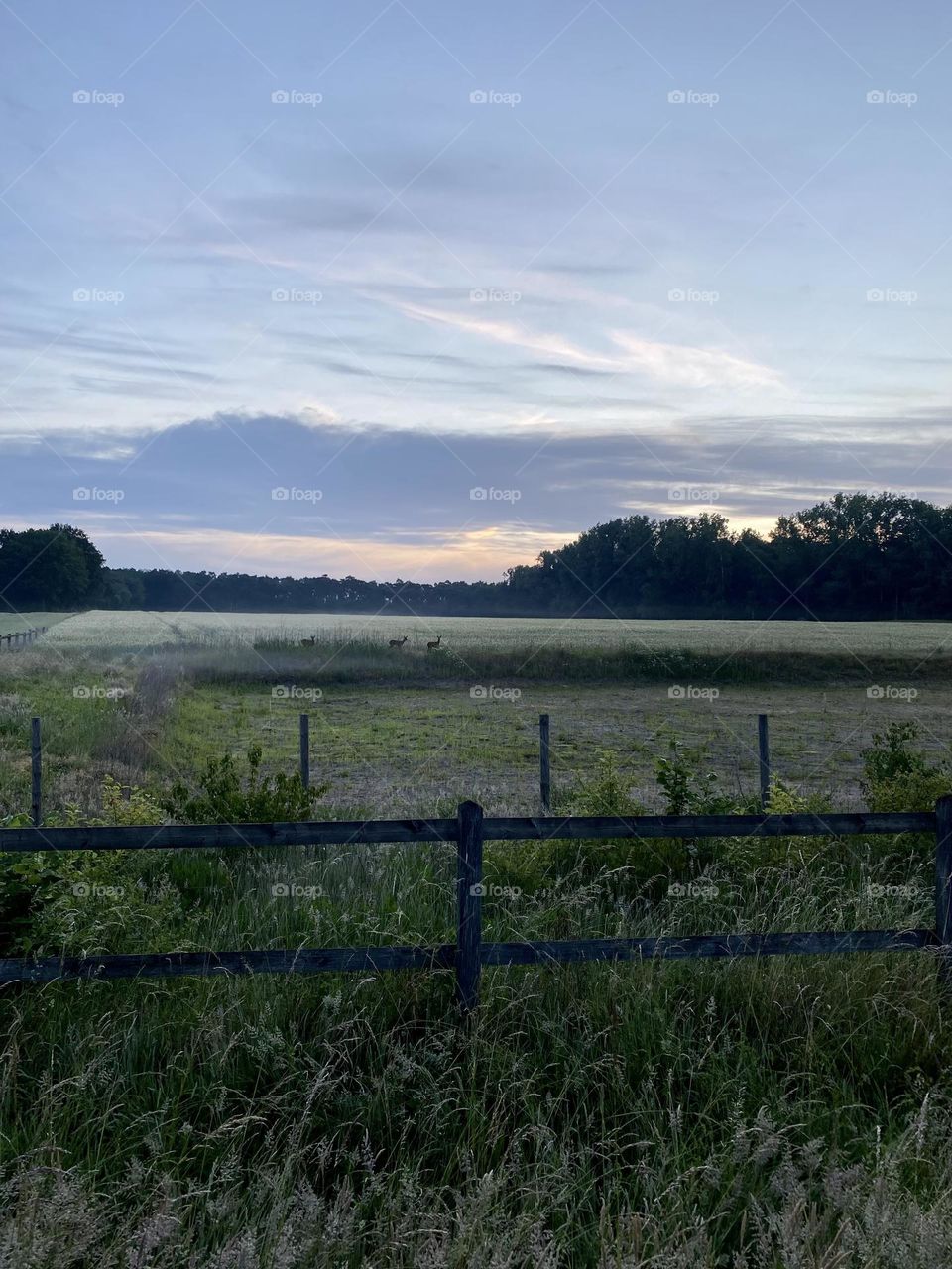 Early in the Morning 