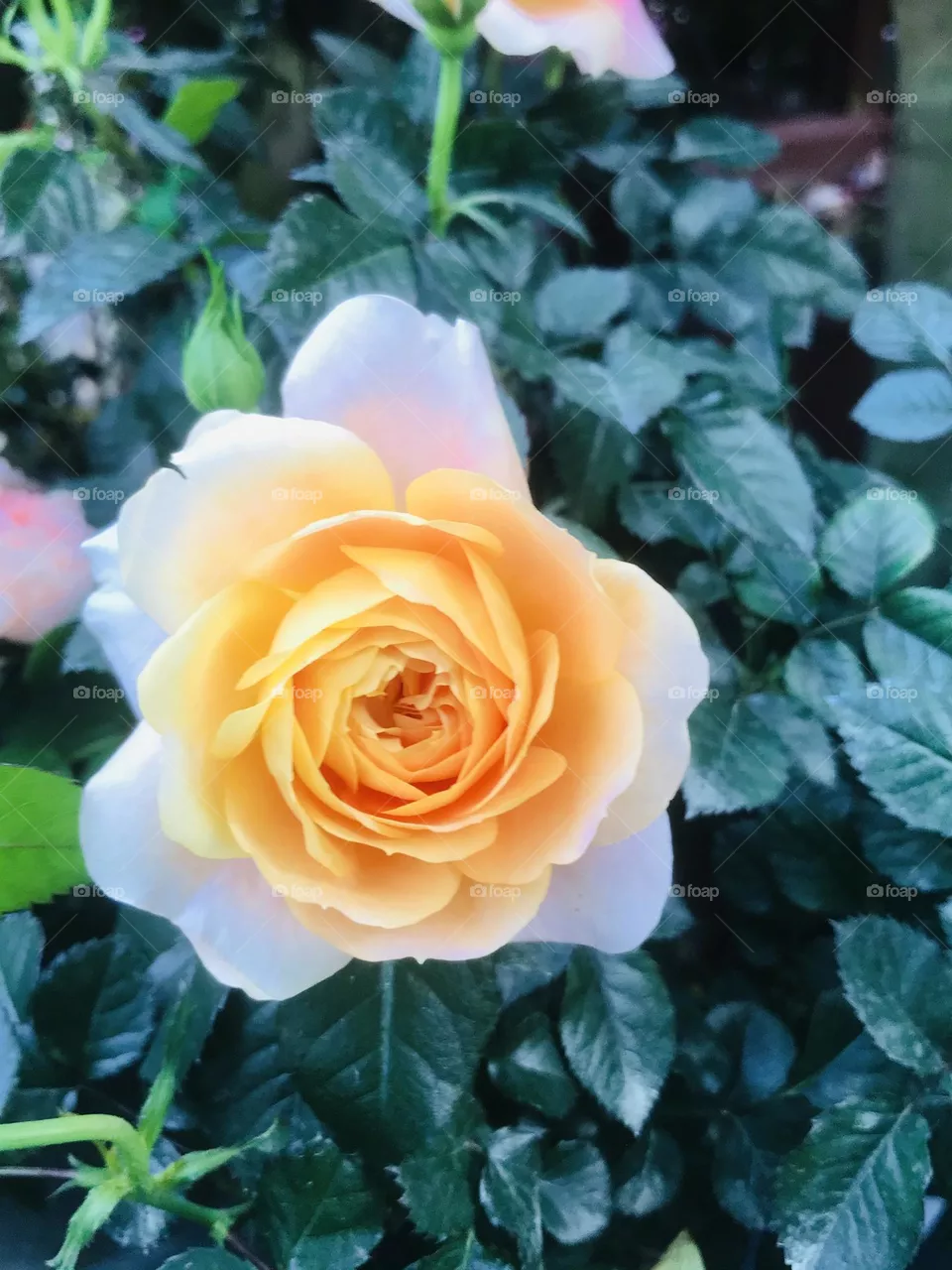 Colour yellow 