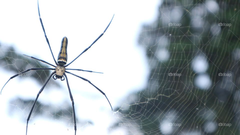 The Nephila pilipes spider is one of the largest types of spiders and is known in Indonesia under the names weaver spider, golden ball weaver spider, golden ball web spider