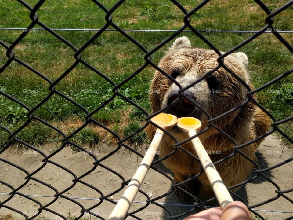 A lick of Honey 🍯🐻