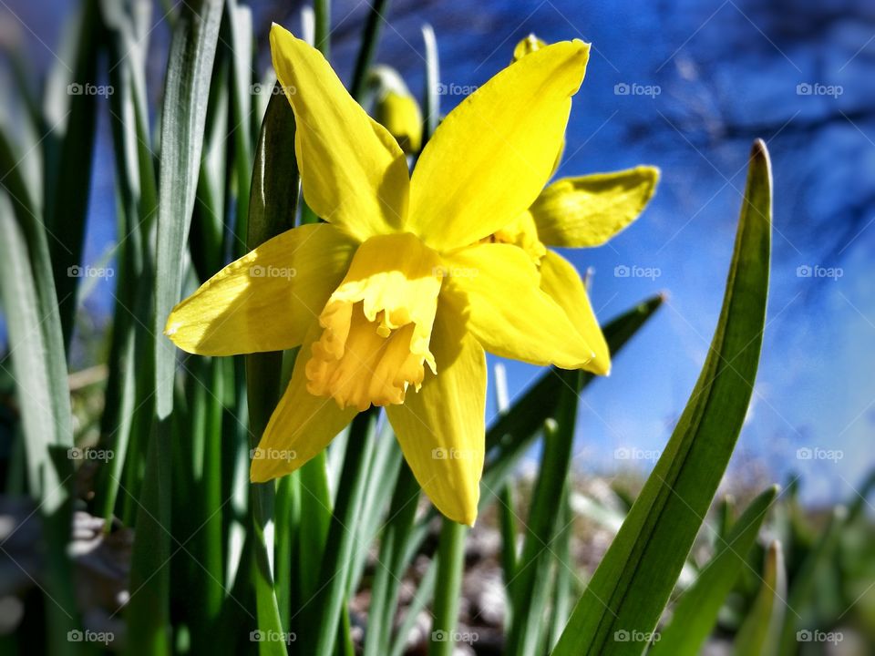 Daffodil. Spring is around the corner.