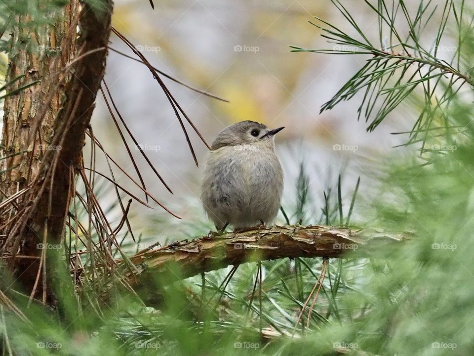Goldcrest