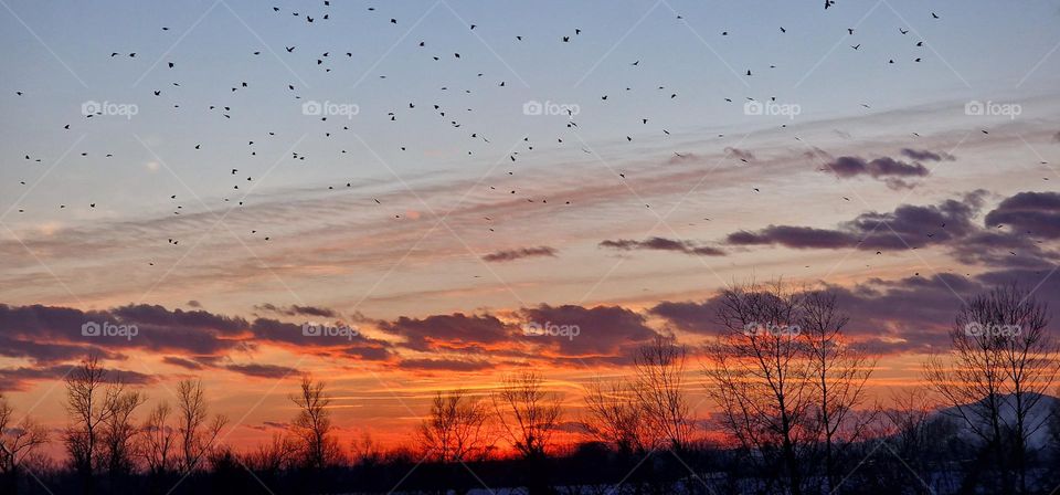 Birds flying over field covered in snow during cold winter day in last moments of sunset