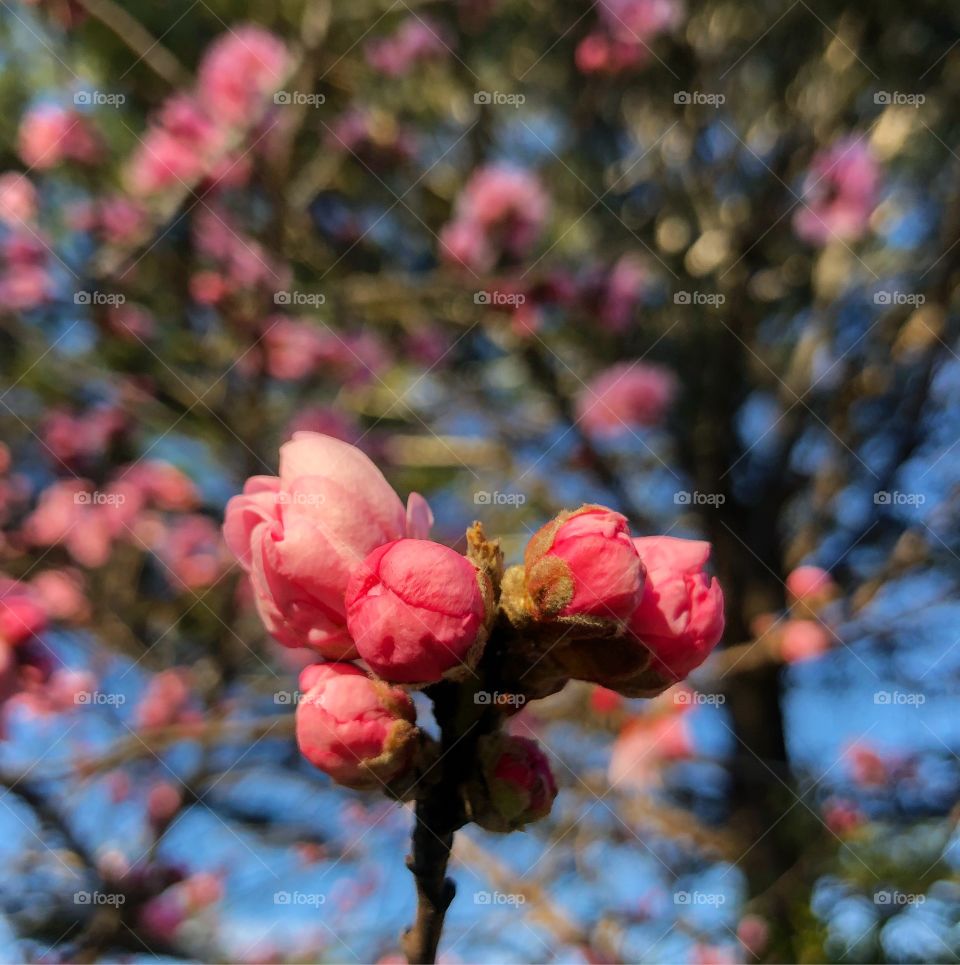 Blossoms pink flowers 