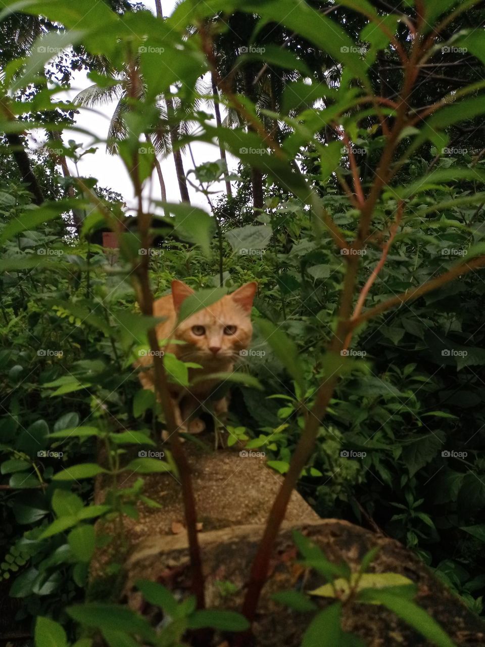 Brown colour beautiful cat looking at camera middle of the plants it's looks like a tiger closeup view