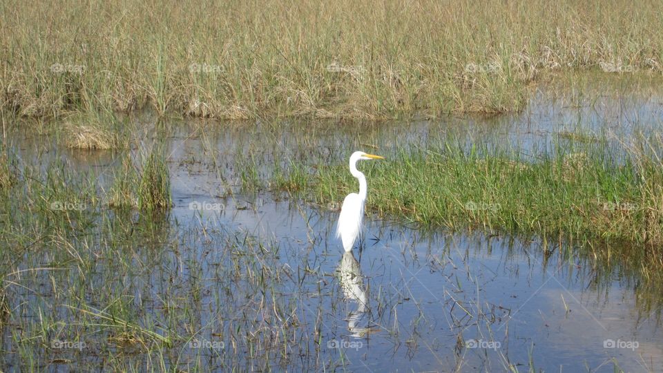 White bird 