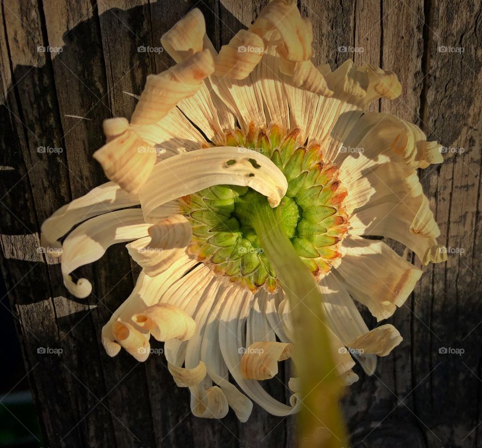 Dried flower 