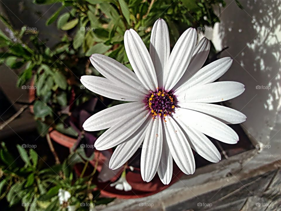 Flor blanca, su nombre es Margarita. La captura de esta foto es muy particular ya que es una flor que puedo ver todos los días en mi ventana pero que un día se me ocurrió hacerle una toma y me gusto el resultado final.