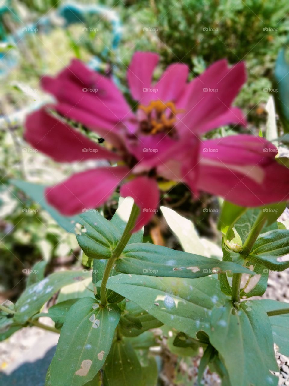 Zinnia is a genus of plants of the sunflower tribe within the daisy family. They are native to scrub and dry grassland in an area stretching from the Southwestern United States to South America, with a centre of diversity in Mexico