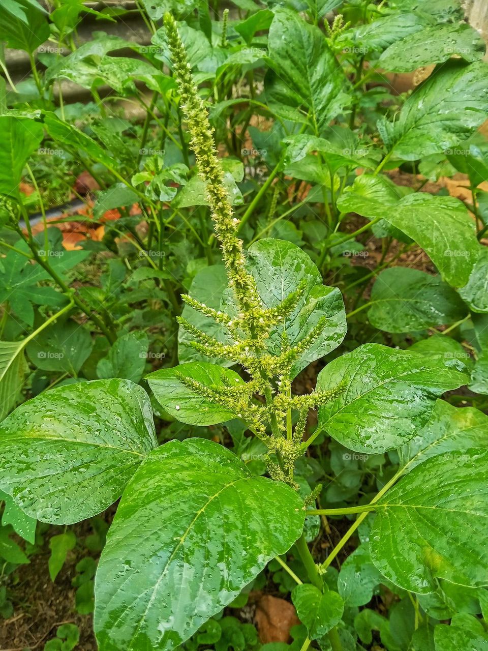 thampala flower in our garden