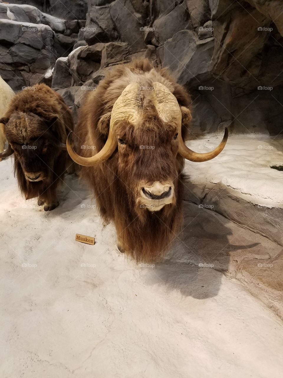 Yak