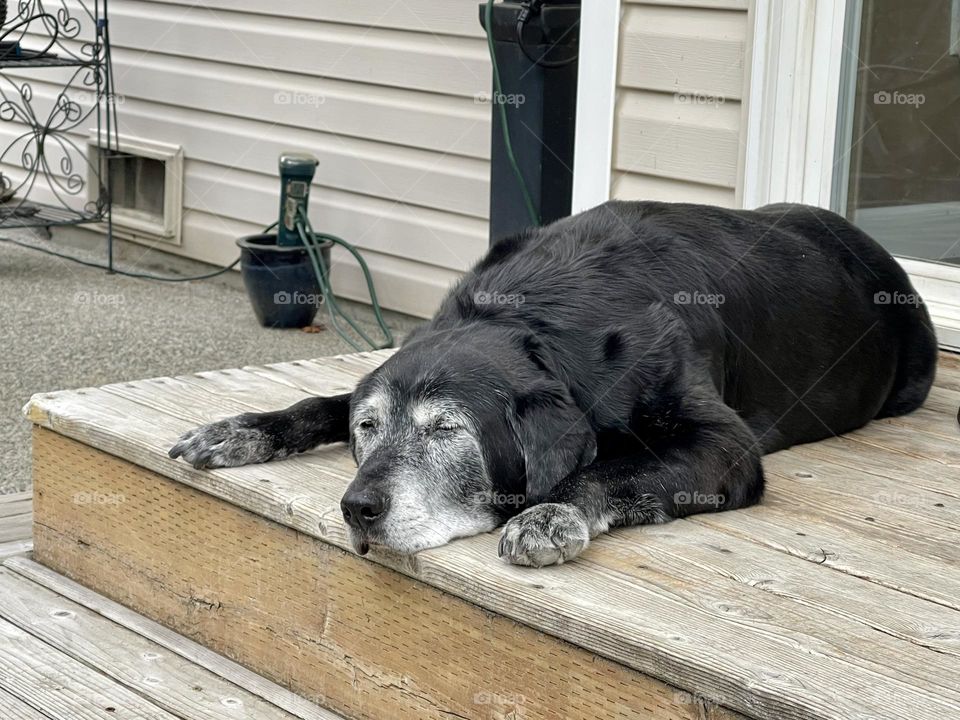 Black old dog sleeps on the porch 