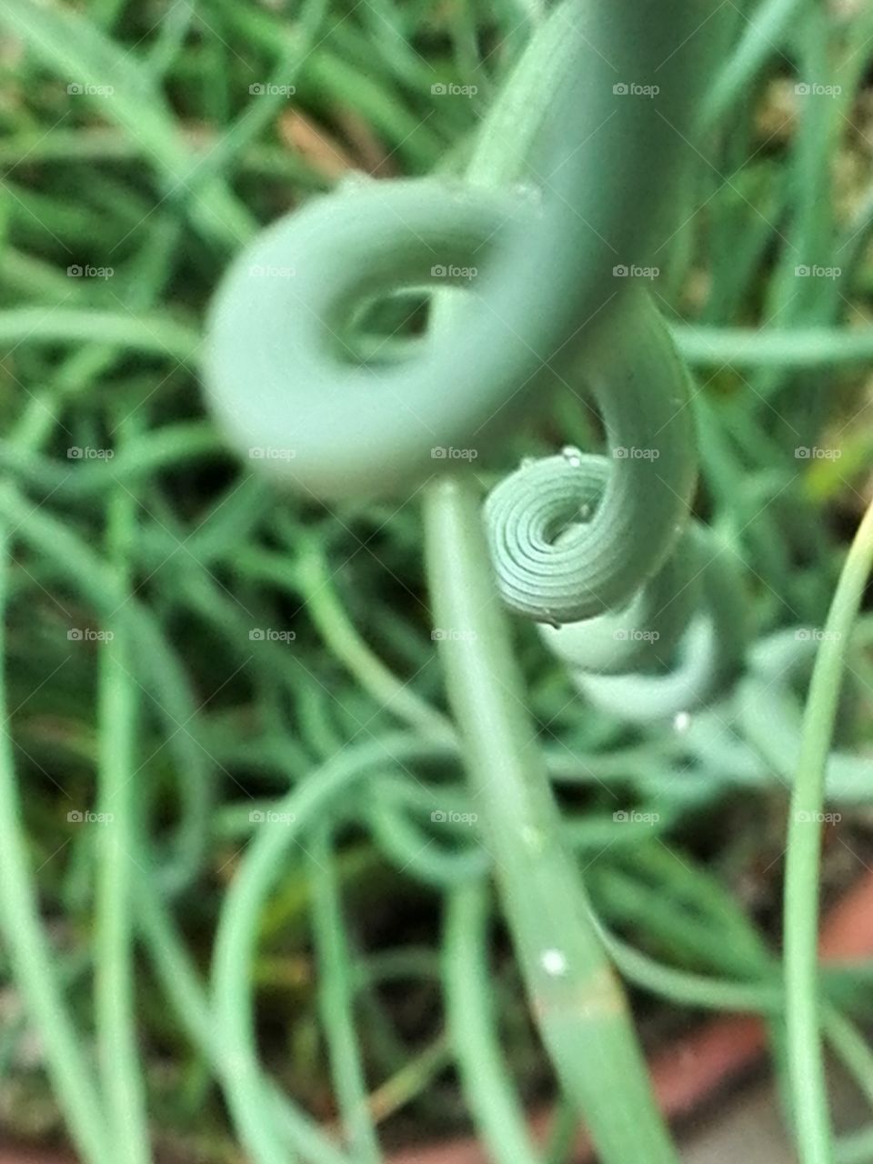 Spiral leaf plant