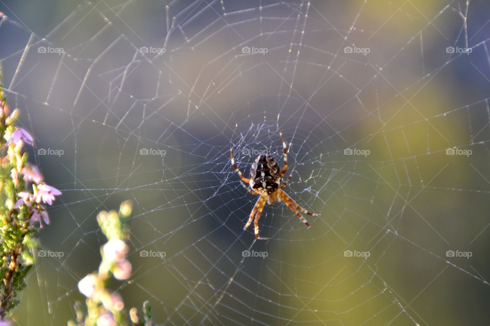 Itsy, bitsy spider... Large spider in Spiderweb. 