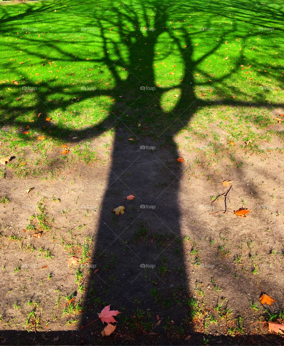 Tree shadow