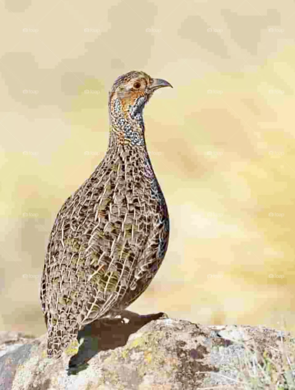 bird
