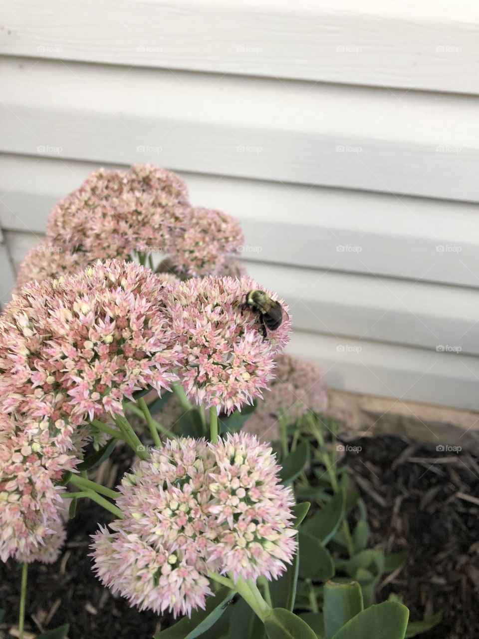 Flower and Bee
