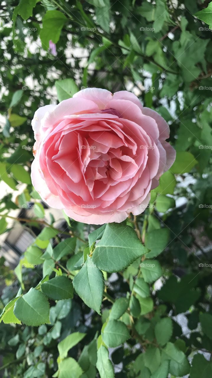 Pretty pink flower!