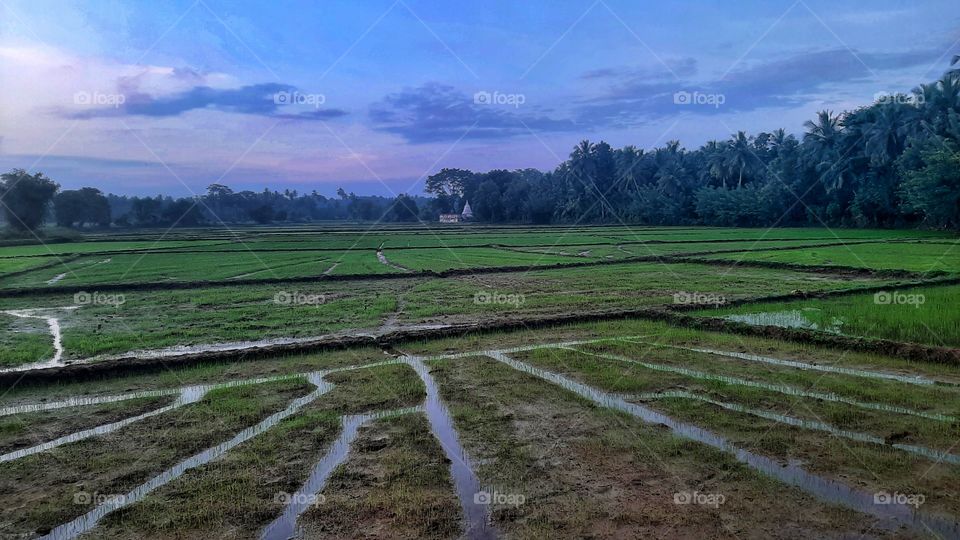 How does the morning sun shine on a paddy field in Sri Lanka? It's something worth a look.