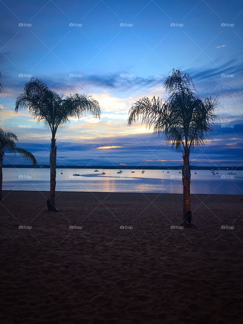 Palm sunset . Palm trees