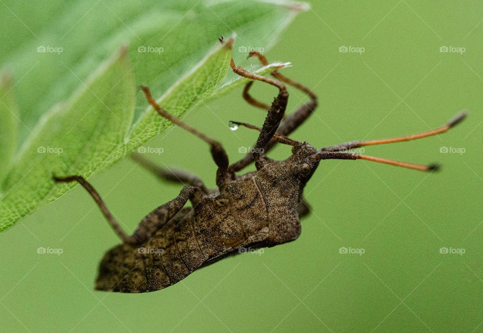 A bug on a green leaf closeup 