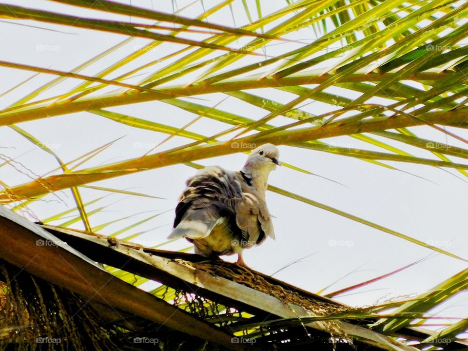 bird in tropical palm tree