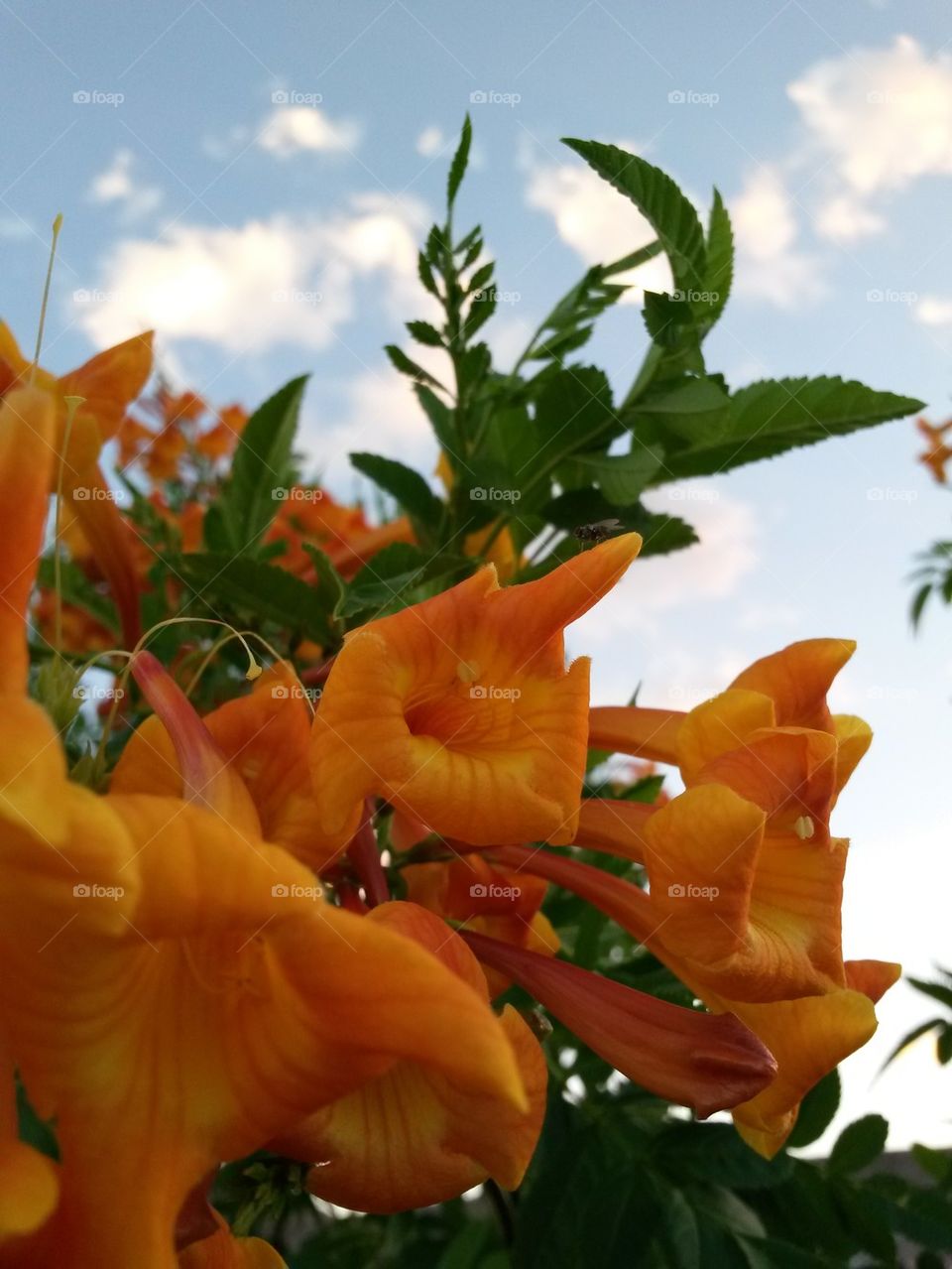 Orange Flowering Bush